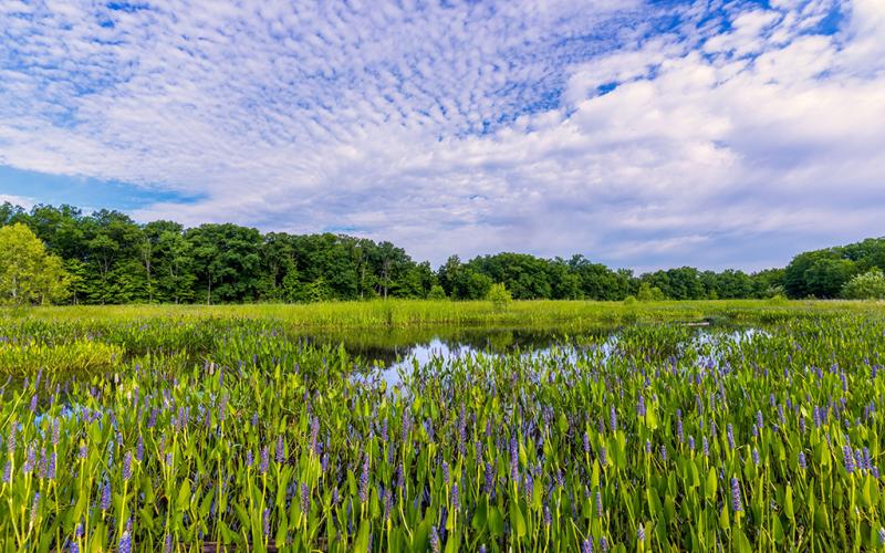 A blue sky with white clouds over a wildflower-filled wetland, Cuyahoga Valley National Park