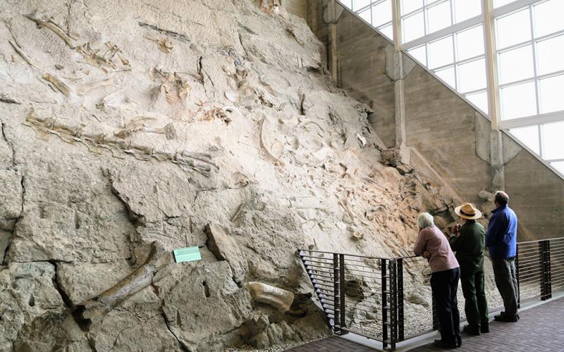 People looking at large dinosaur fossil bones embedded in rock inside the Quarry Exhibit Hall at Dinosaur National Monument