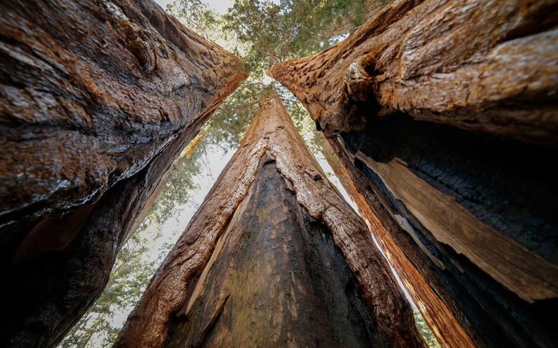 Three sequoias shoot straight up into the sequoia and filling the frame at Sequoia and Kings Canyon National Parks