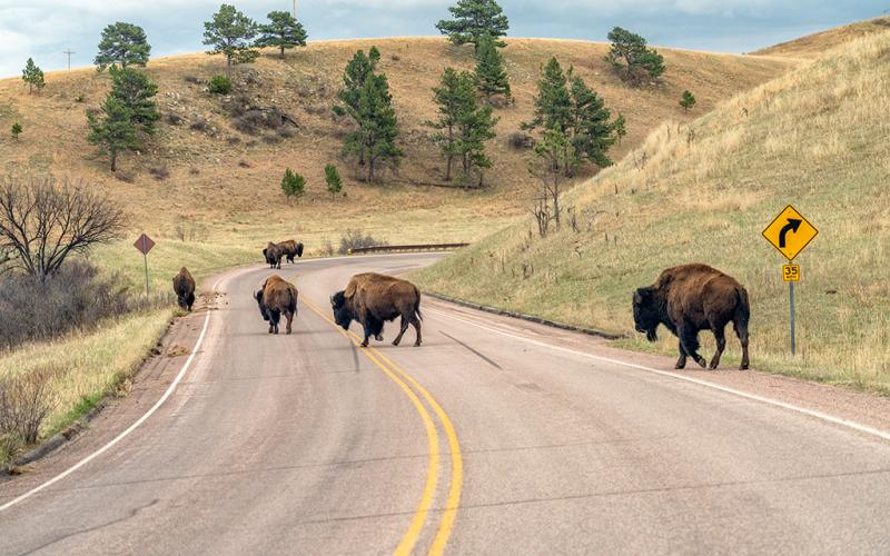 Several bison crossing U.S. Highway 385 that runs through Wind Cave National Park in South Dakota