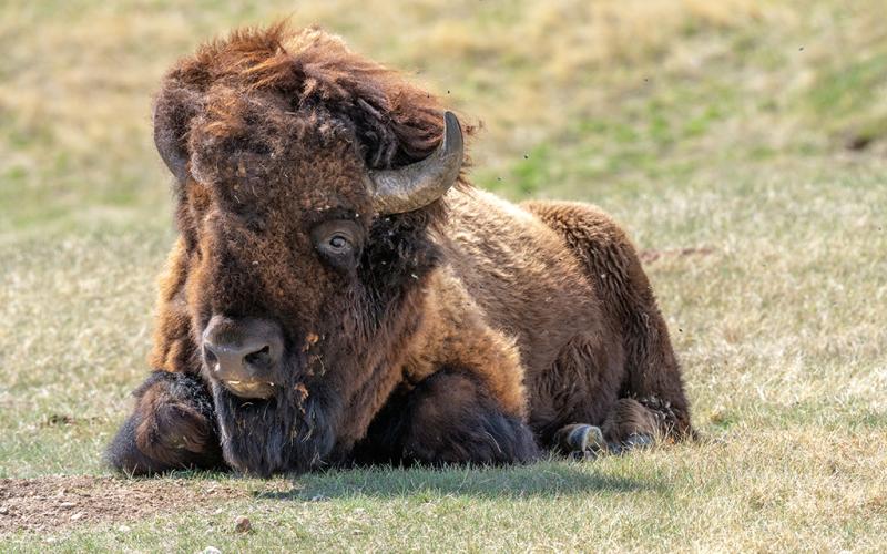 A male bison resting in the yellow-green grass with small flies buzzing around its head at Wind Cave National Park