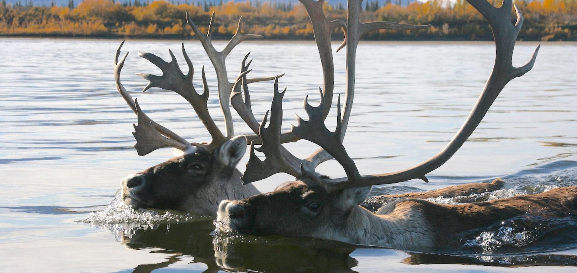 The proposed Ambler Road would cross the Kobuk River if approved and could affect the Western Caribou herd migration/NPS file, Kyle Joly