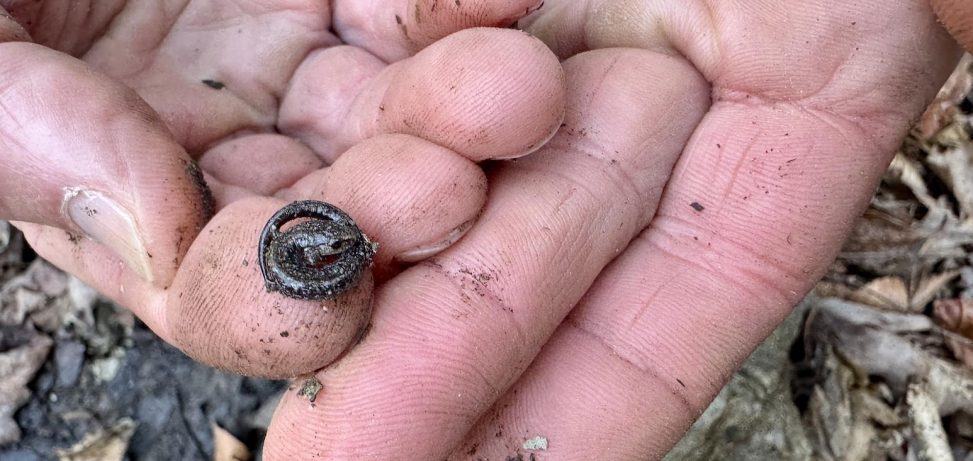 Benjamin Fitzpatrick, an ecology and evolutionary biology professor at the University of Tennessee, Knoxville carefully and briefly holds a baby Southern Zigzag Salamander.
