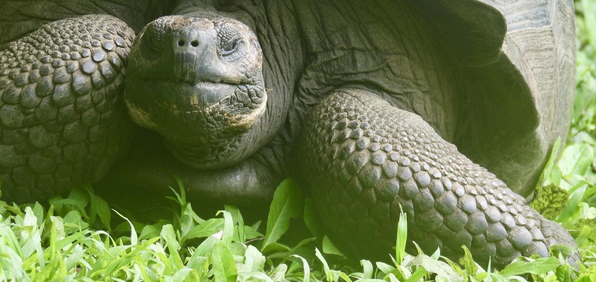 A wild giant tortoise wanders freely through Rancho El Manzanillo on Santa Cruz Island in Galápagos.