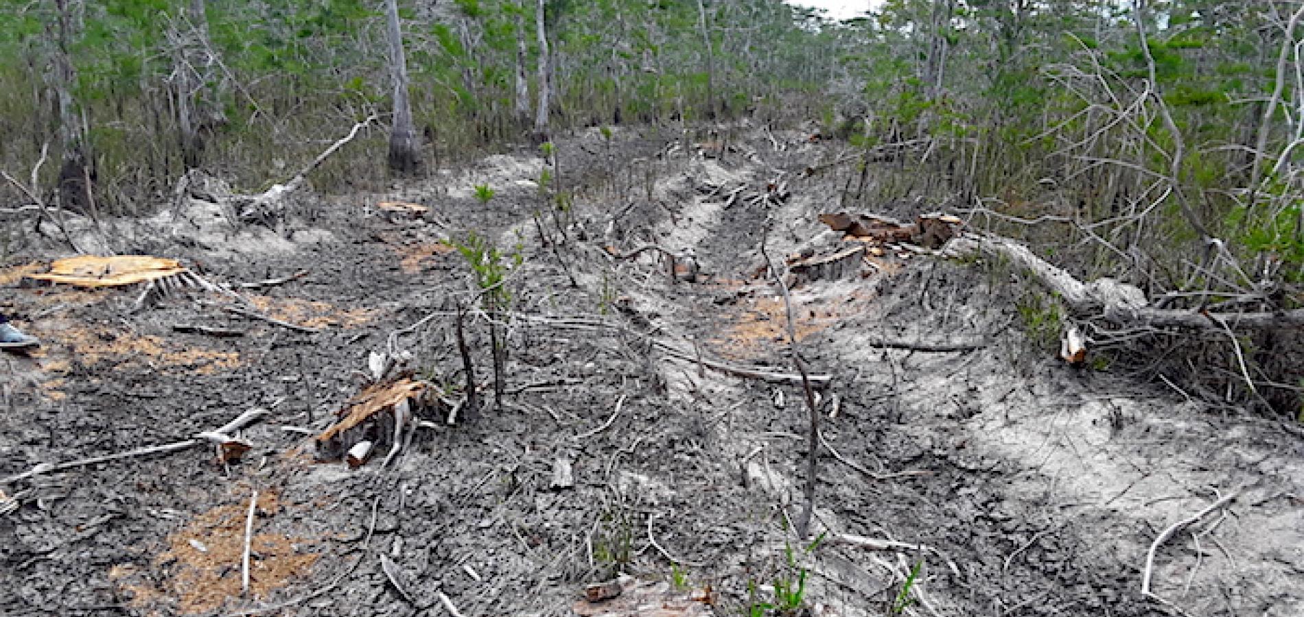 Ruts left in Big Cypress National Preserve by oil survey equipment/NRDC Ruts left in Big Cypress National Preserve by oil survey equipment/NRDC