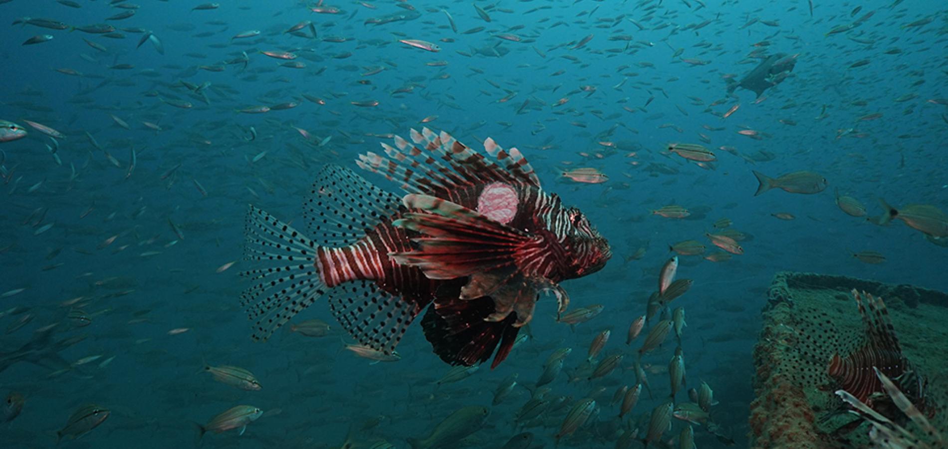 biscayne, lionfish, florida, miami, invasive species, diving