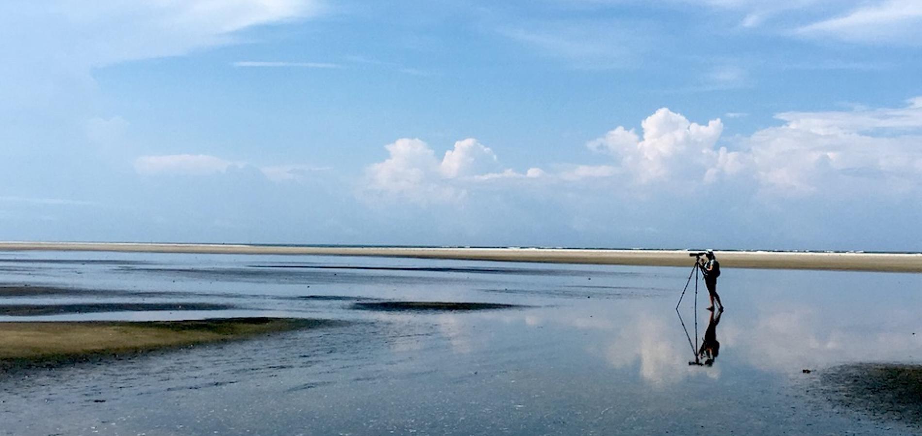 Researchers from Virginia Tech University detected the greatest concentration of migrating piping plovers ever at Cape Hatteras National Seashore/Chelsea Weitham