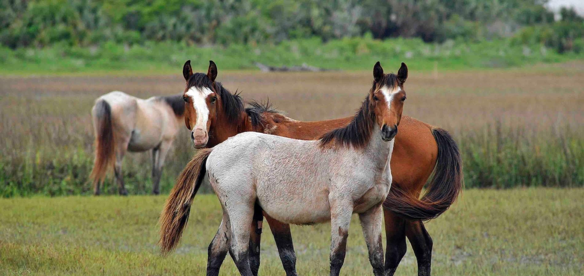 Feral horses at Cumberland Island are legendary, but where did they come from?/NPS file Feral horses at Cumberland Island are legendary, but where did they come from?/NPS file