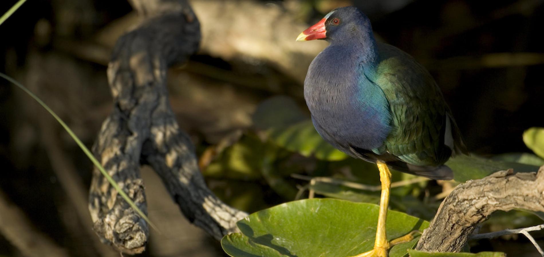 The 121st Annual Audubon Christmas Bird Count kicks off Monday and runs through January 5/NPS, Rodney Cammauf The 121st Annual Audubon Christmas Bird Count kicks off Monday and runs through January 5/NPS, Rodney Cammauf