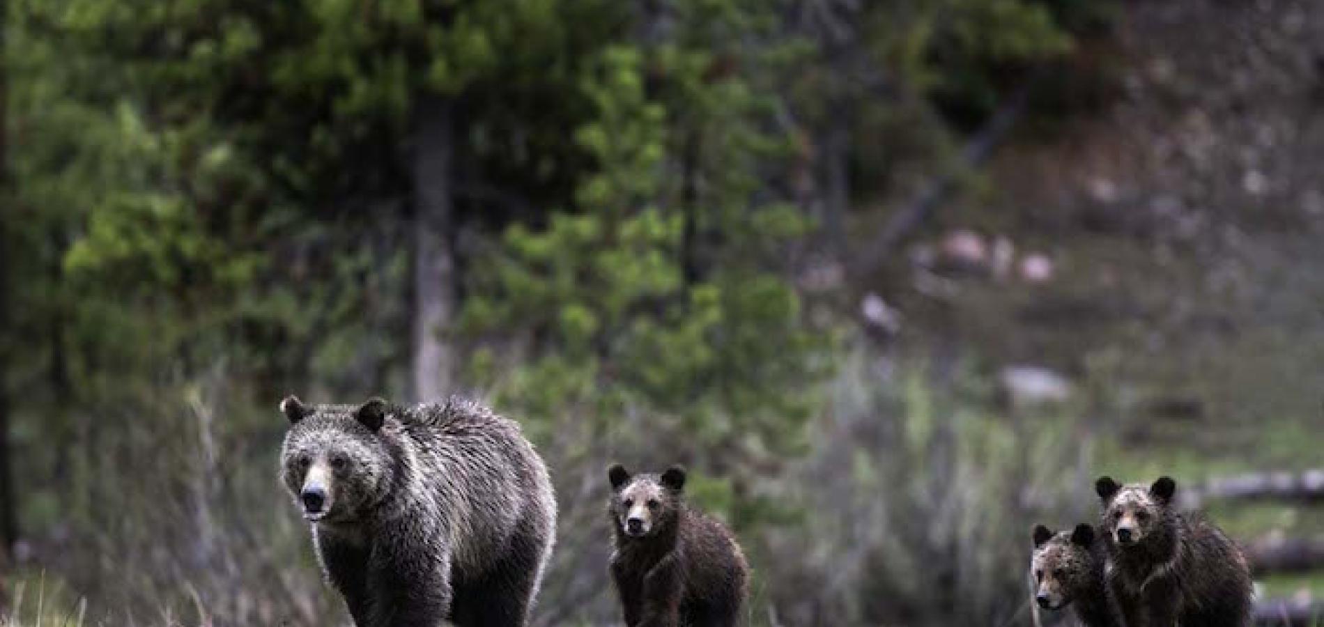 A grizzly sow and her cubs in the Greater Yellowstone Ecosystem/Daryl Hunter