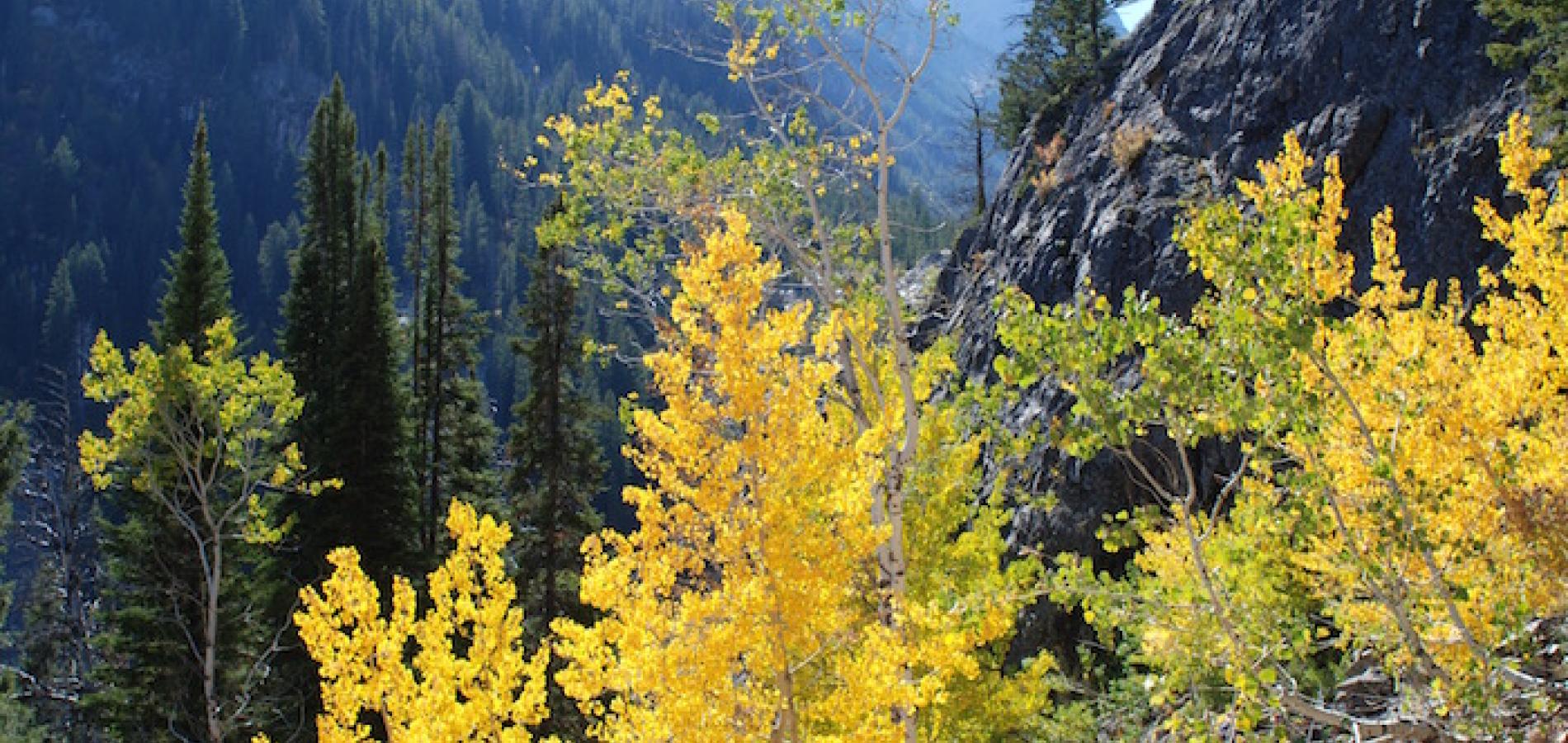 Fall color in the Tetons/Kurt Repanshek 2014