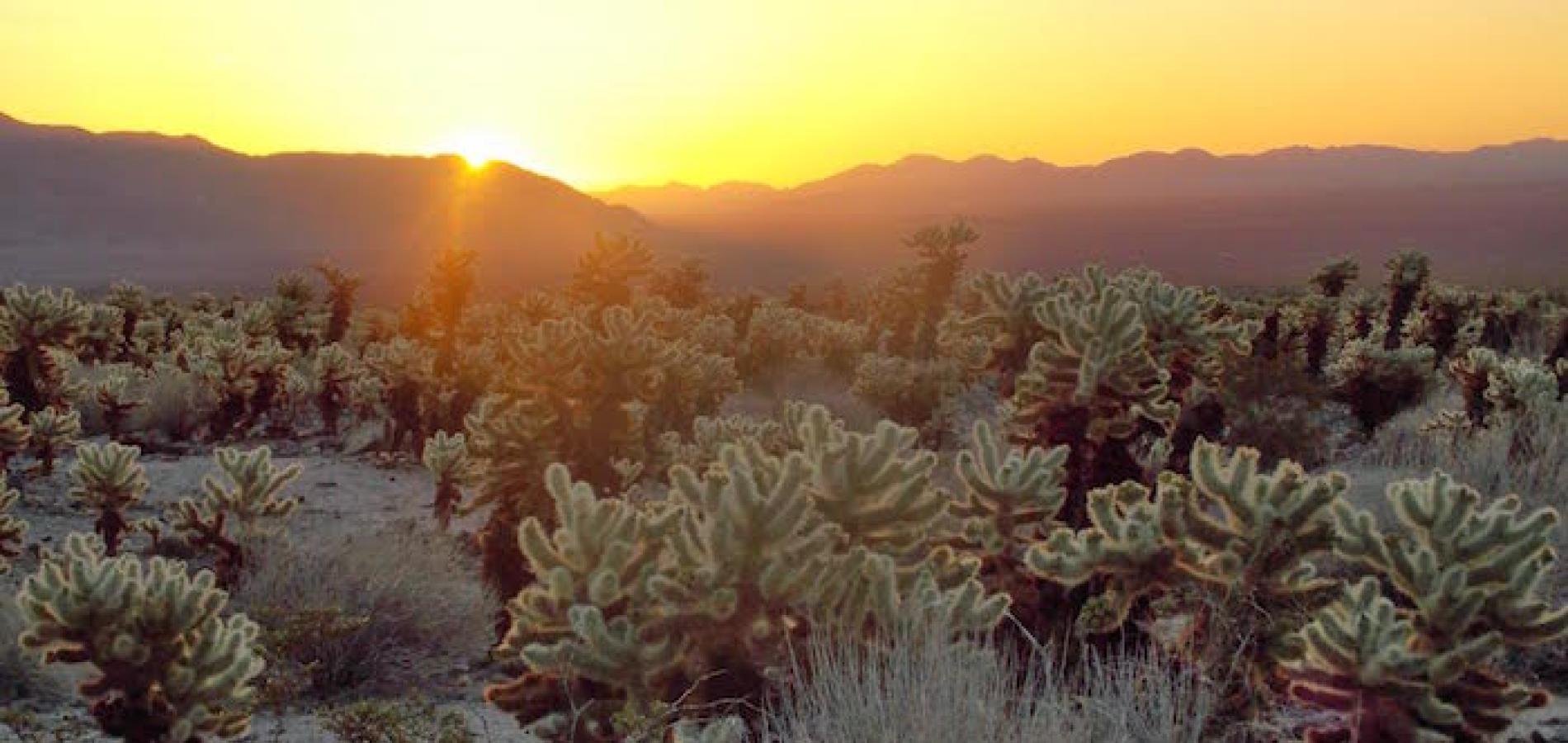 Cholla forest, Joshua Tree National Park/Jacob Choi