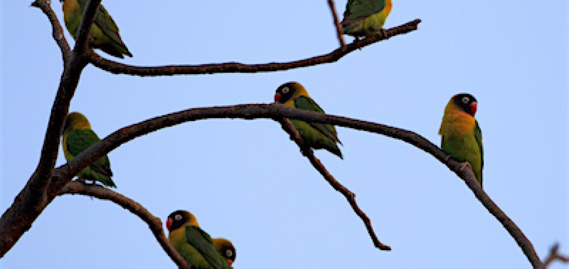 Lovebirds/Mark Hendricks