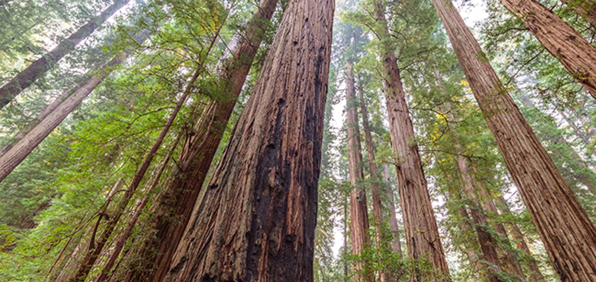 Some very tall trees in Stout Grove, Jedediah Smith Redwoods State Park, Redwood National and State Parks / Rebecca Latson