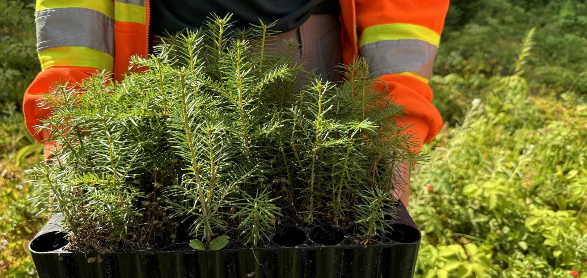 At Terra Nova National Park, visitors can help plant balsam fire at a forest demonstration plant.