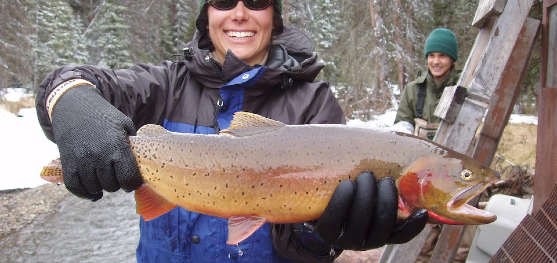 Cutthroat trout caught in Clear Creek, Yellowstone National Park, in 2005/UW, Lusha Alzner