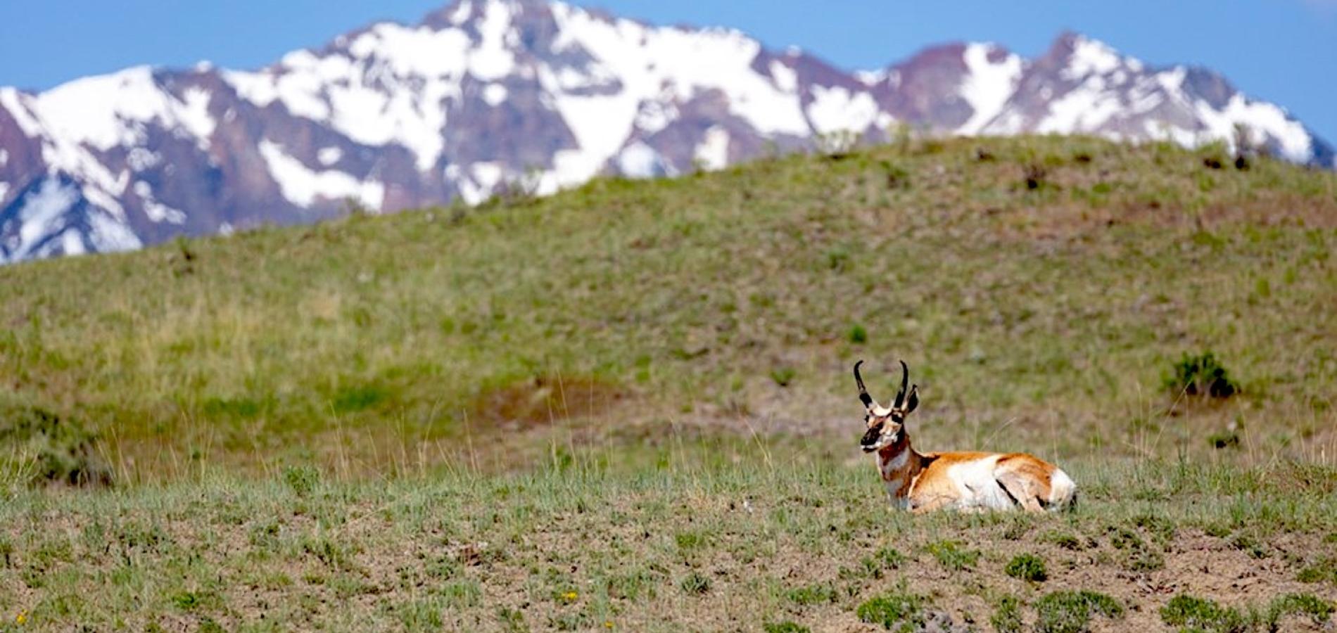 As the Greater Yellowstone Ecosystem gets more crowded, groups like the Greater Yellowstone Coalition work to maintain corridors for migrating wildlife/NPS file, Jacob W. Frank As the Greater Yellowstone Ecosystem gets more crowded, groups like the Greater Yellowstone Coalition work to maintain corridors for migrating wildlife/NPS file, Jacob W. Frank