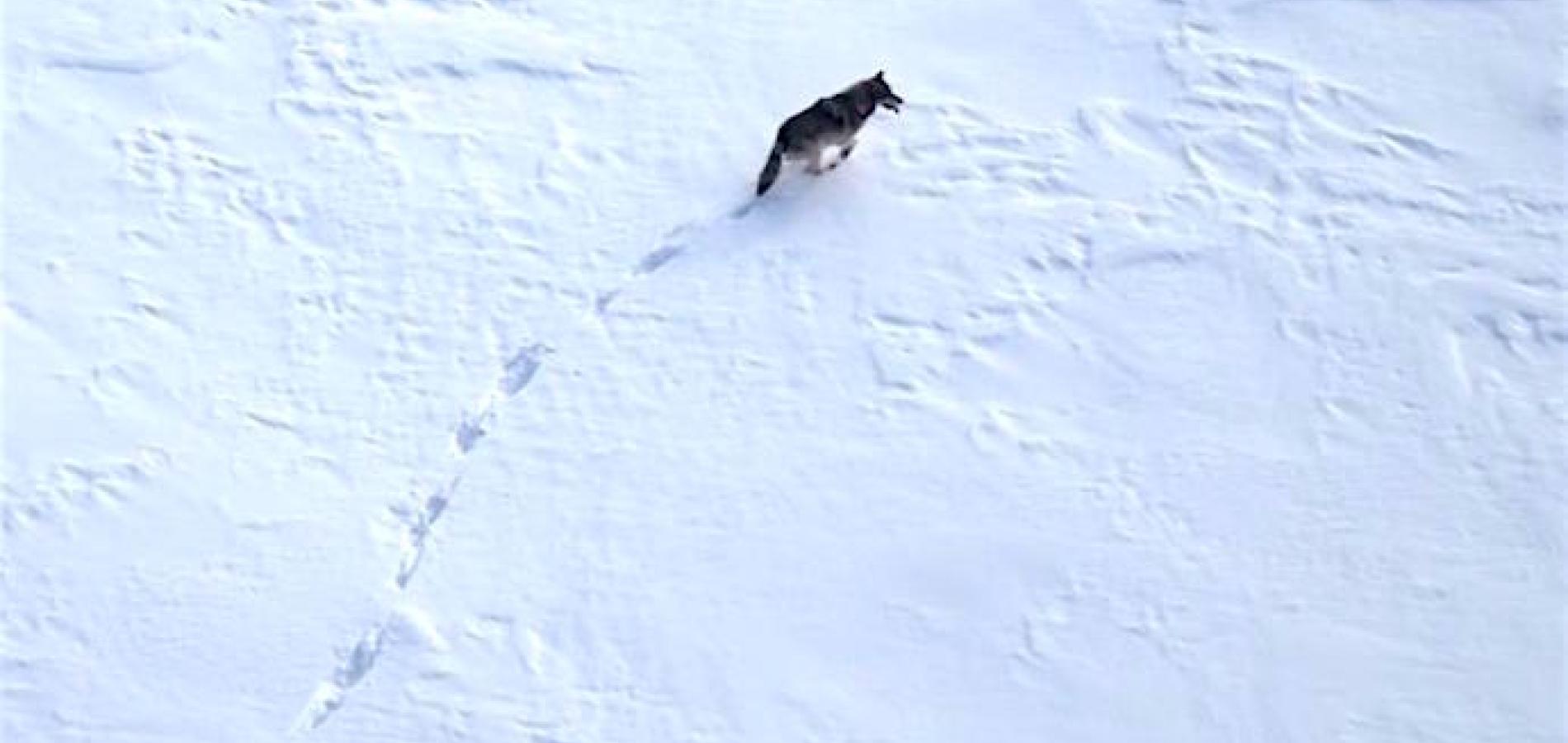 Different management approaches towards wolves and caribou have impacted Yukon-Charley Rivers' wolves/NPS file
