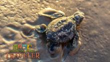 An image of a baby sea turtle at Padre Island National Seashore, by Rebecca Latson