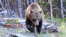 Grizzly bear near Roaring Mountain, NPS Photo, A. Falgoust