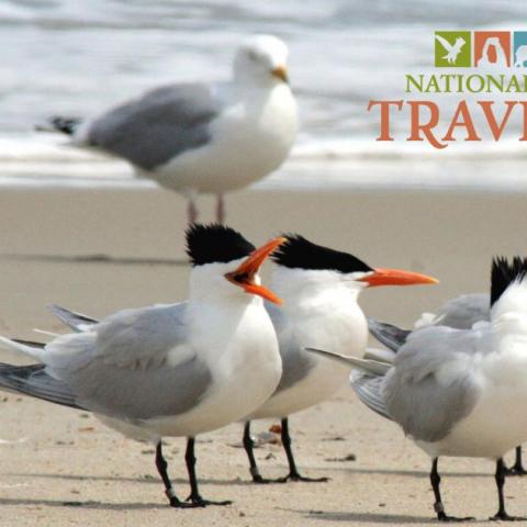 Cape Hatteras National Seashore has seen record visitation. Cape Hatteras National Seashore has seen record visitation.