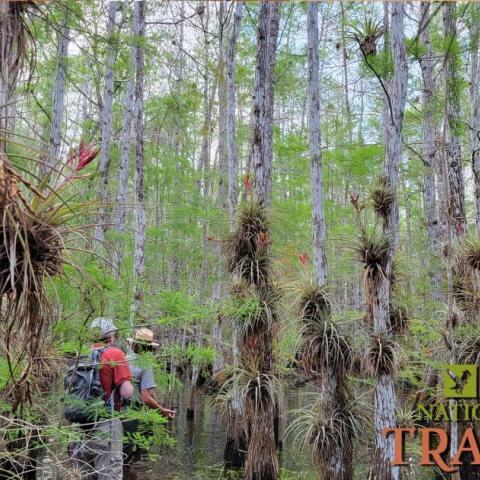 Exploring a cypress dome during a slough slog at Everglades National Park Exploring a cypress dome during a slough slog at Everglades National Park