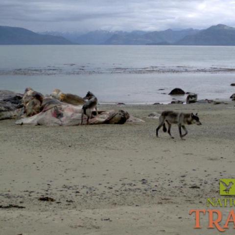 National Parks Traveler Podcast Episode 215 Image National Parks Traveler Podcast Episode 215 Image