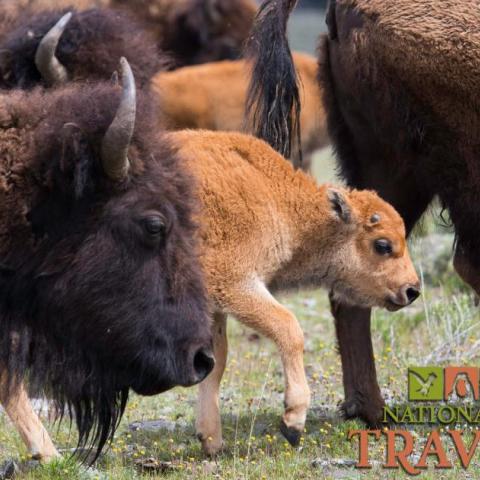National Parks Traveler Podcast Episode 229 Image An image of a baby bison walking in a herd of bison