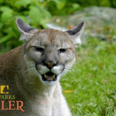 National Parks Traveler Podcast Episode 234 Image An image of a snarling panther