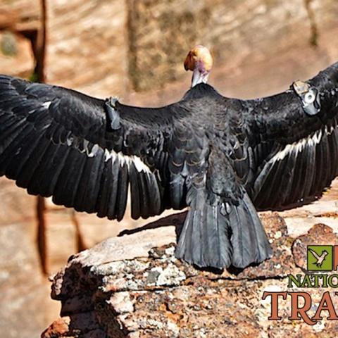 How are California condors doing at Zion National Park? How are California condors doing at Zion National Park?