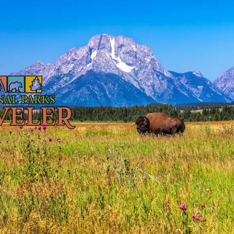 National Parks Traveler Podcast Episode 247 Image Bison grazing in a field near Grand Teton National Park