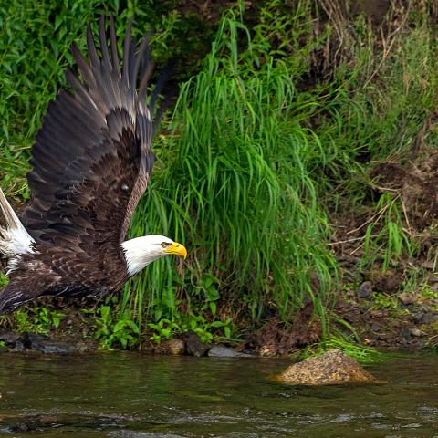 A bald eagle flying over a river, photo by Rebecca Latson