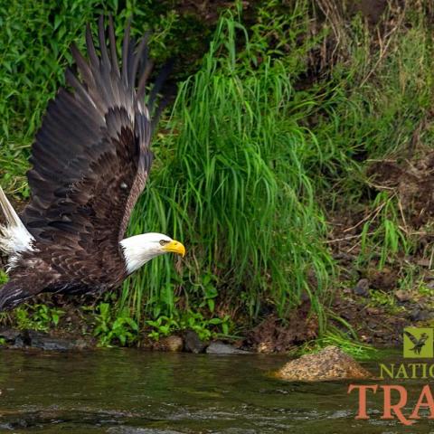National Parks Traveler Podcast Episode 257 Image A bald eagle flying over a river, photo by Rebecca Latson