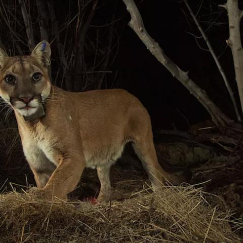 Trail camera image of mountain lion P-35