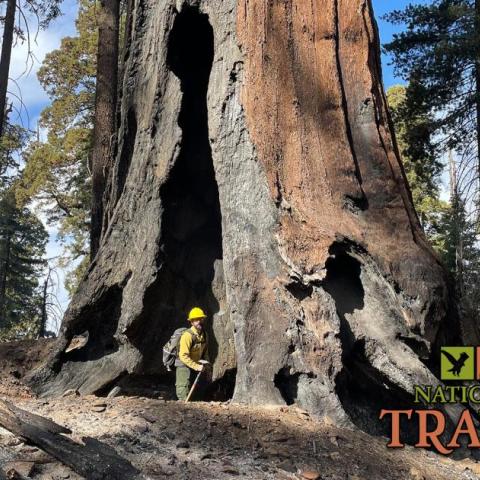 National Parks Traveler Podcast Episode 261 Image A man standing in the hollow of a giant sequoia tree at Sequoia National Park