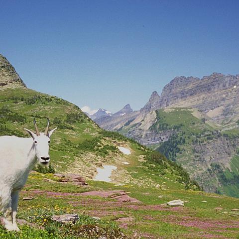 A goat on a hillside near Logan Pass, at Glacier National Park, by Kurt Repanshek