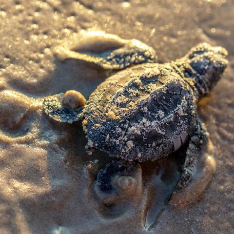 An image of a baby sea turtle at Padre Island National Seashore, by Rebecca Latson