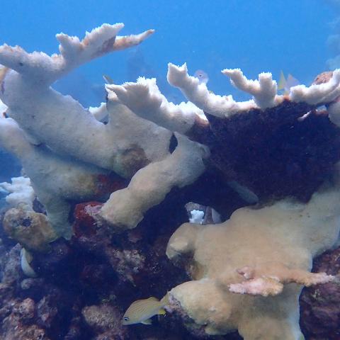 Bleached coral reef near Florida. NOAA photo.
