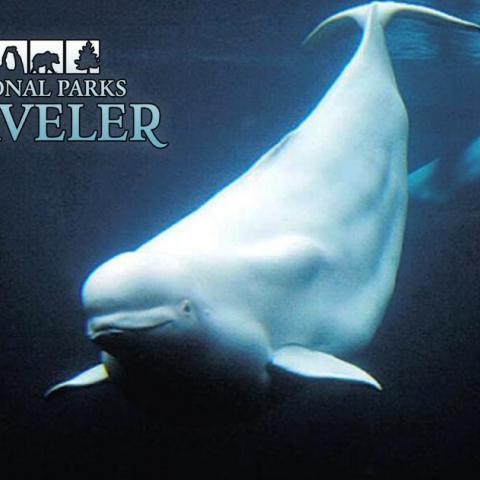 National park podcasts, best national park podcasts, beluga whales, Lake Clark National Park National park podcasts, best national park podcasts, beluga whales, Lake Clark National Park