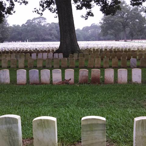 A fawn rests against headstones at the rear of section H in the national cemetery, Andersonville National Historic Site