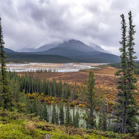 The North Saskatchewan River and wetland area framed between two tall trees with a tall, cloud-wrapped mountain in the background, Banff National Park 