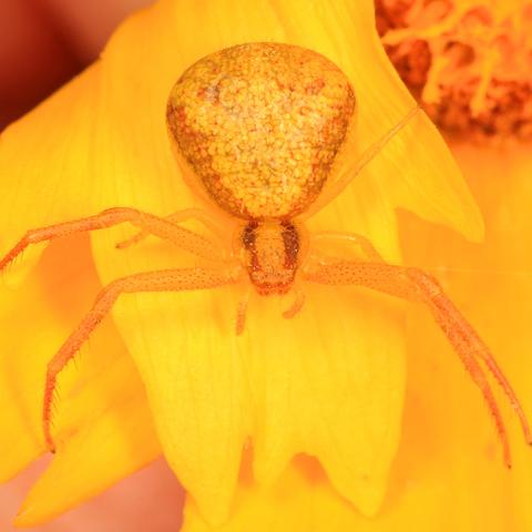 A frame-filling macro of a yellow crab spider on a yellow flower in Big Thicket National Preserve