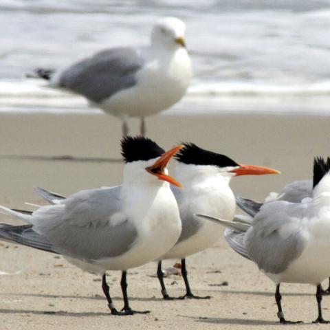 Royal Terns at Cape Hatteras National Seashore/NPS