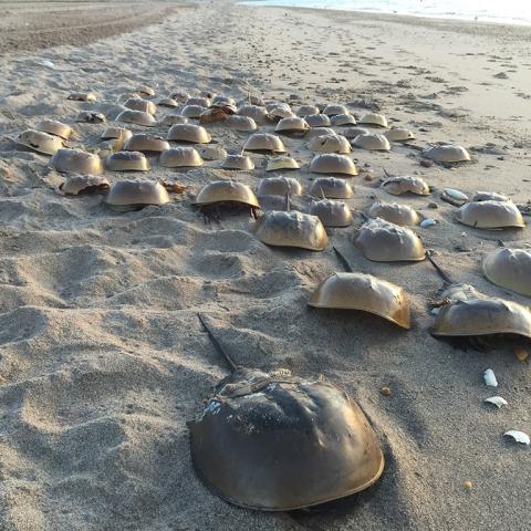 A group of horseshoe crabs scuttle along a sandy beach at Captain John Smith Chesapeake National Historic Trail