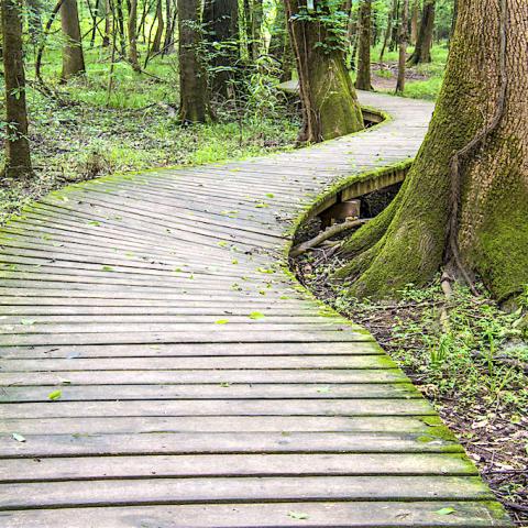Congaree National Park boardwalk, copyright Harold Jerrell