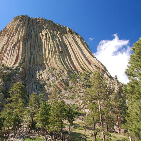 The towering columnar basalts of Devils Tower National Monument beneath a blue sky with fluffy clouds