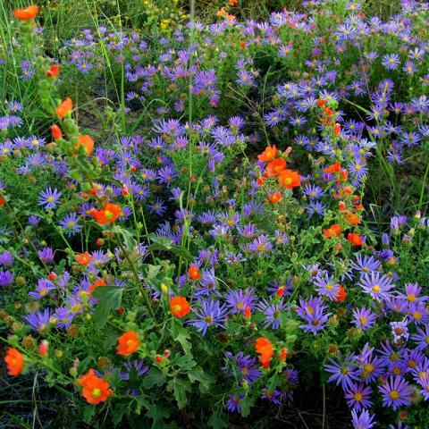 Bright purple flowers with round yellow centers and thin petals cover the ground. A few stalks of bright orange flowers grow up and in between the purple flowers and green leaves at El Malpais National Monument