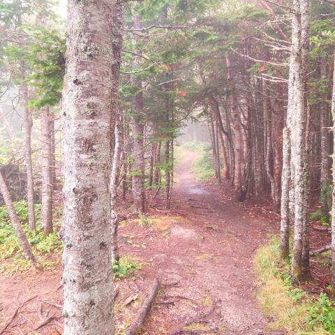 The leading line of a dirt trail in a misty forest lined with tall trees with white bark in Forillon National Park in Canada