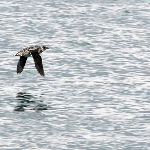 A small white bird with dark wings and many dark spots known as a Kittlitz's murrelet  flying over the water at Glacier Bay National Park and Preserve