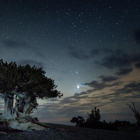 An ancient bristlecone pine underneath a starry night sky at Great Basin National Park in Nevada
